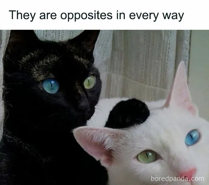 50 Times Cats Proved They’re The Funniest And Most Memeable Creatures Ever