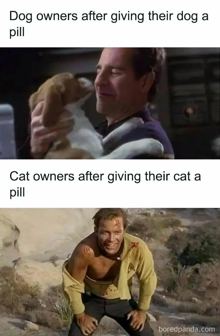 50 Times Cats Proved They’re The Funniest And Most Memeable Creatures Ever