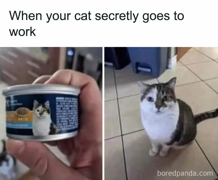 50 Times Cats Proved They’re The Funniest And Most Memeable Creatures Ever