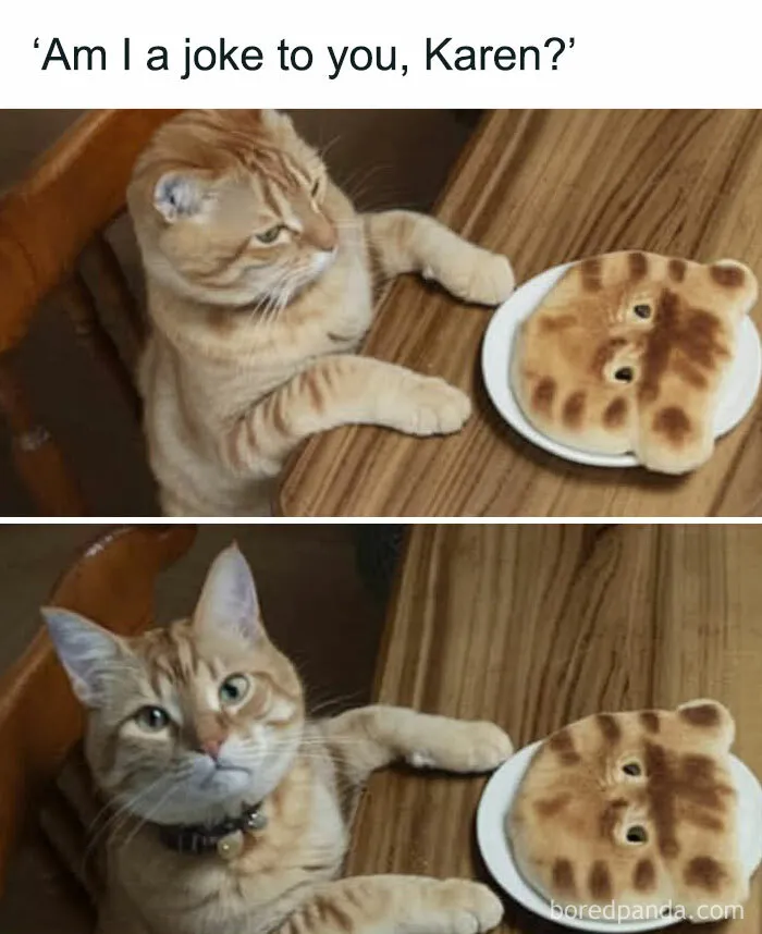 50 Times Cats Proved They’re The Funniest And Most Memeable Creatures Ever