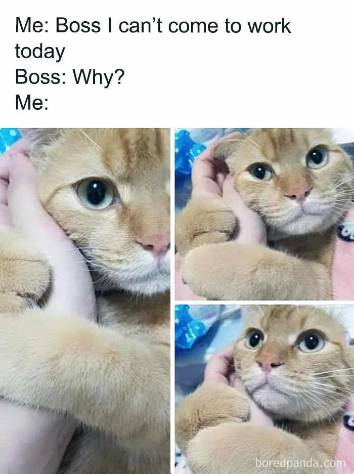 50 Times Cats Proved They’re The Funniest And Most Memeable Creatures Ever