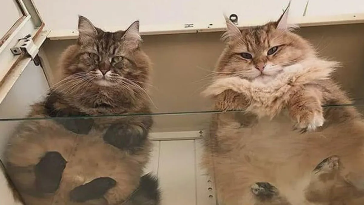Feline Lovers Assemble: Here Are 45 Funny Pics Of Cats On Glass That You Might Love