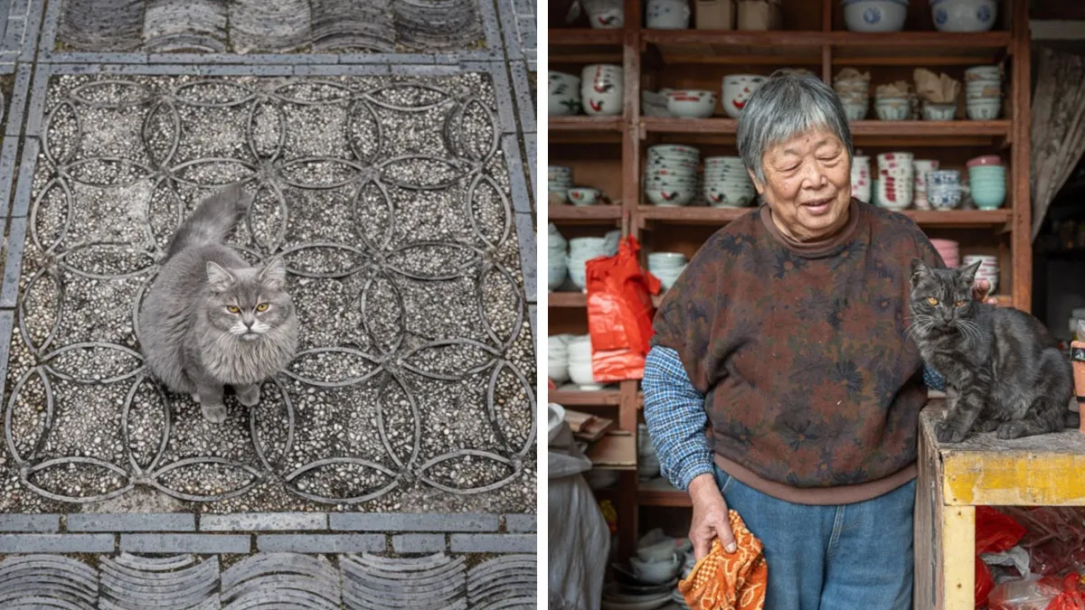 From Hong Kong To Istanbul: 45 Cats Adapted To City Life, Captured By This Photographer (New Pics)
