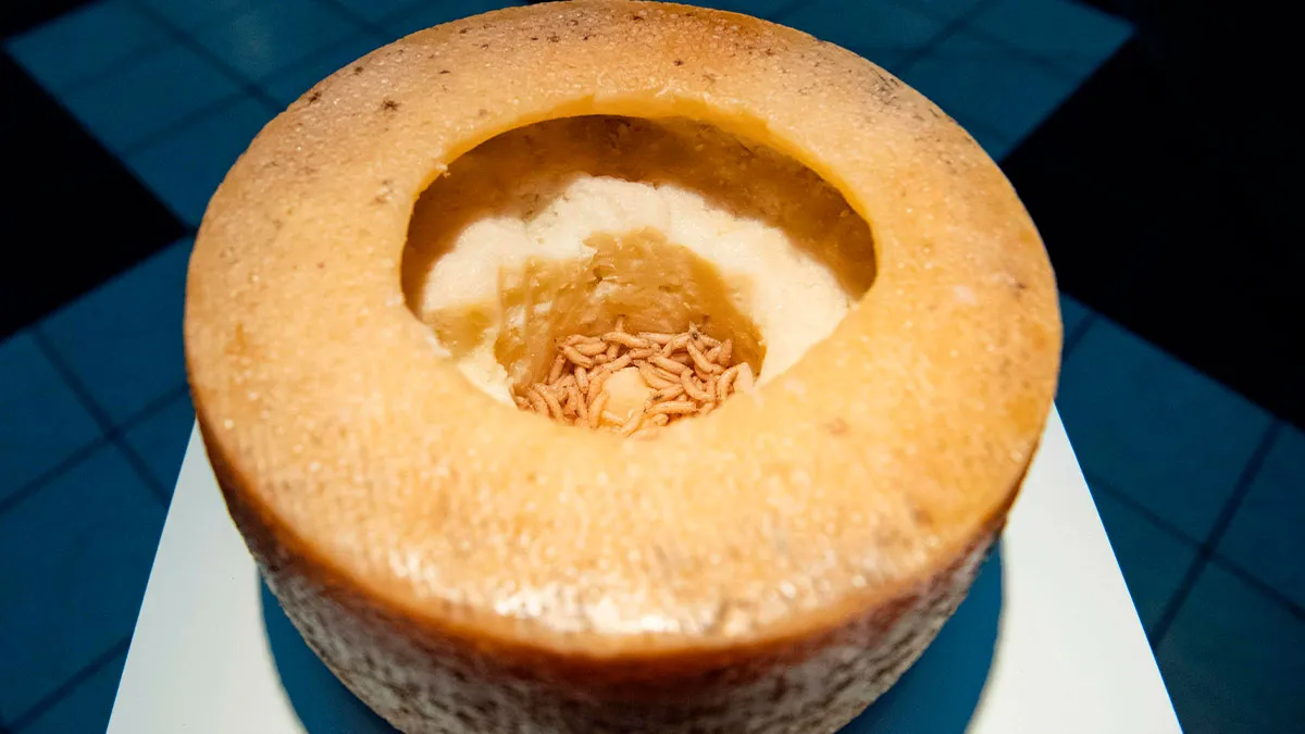 Forbidden Cheese: This Is The Most Dangerous Cheese In The World, Would You Dare Eat It?