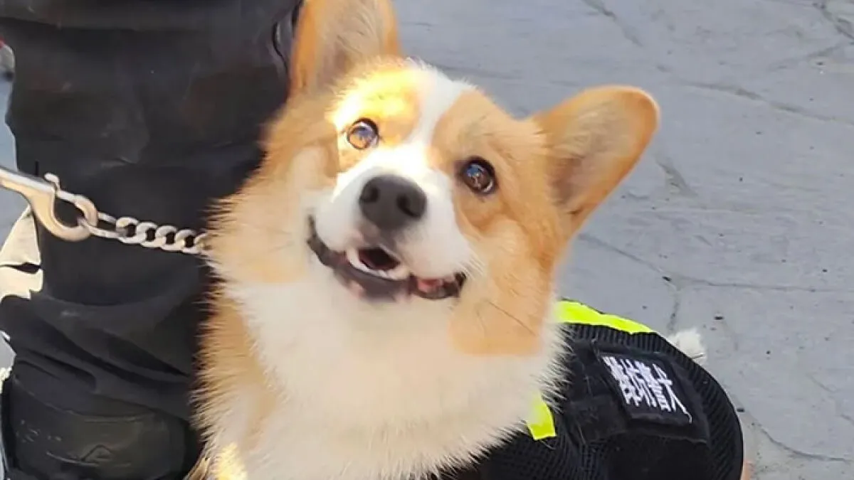 "This Is Cruelty!": Outrage After Corgi Police Dog Gets 'Punished' For Sleeping On Duty
