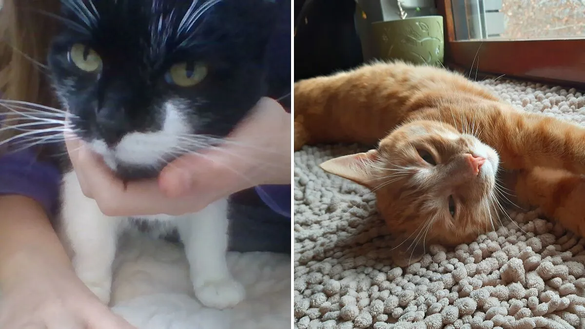 Hey Pandas, Post Your Funny Or Adorable Cat Pictures That You Took