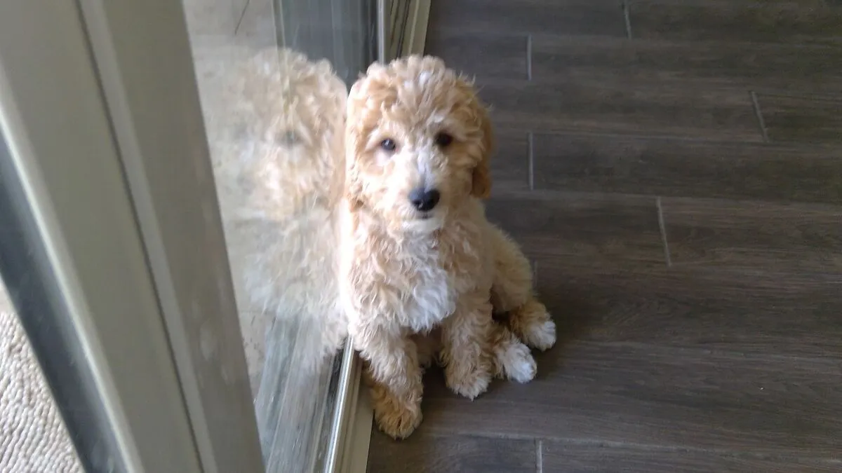 Hey Pandas, Please Try To Draw My Dog