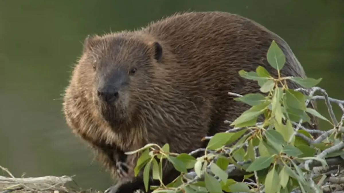 People Stunned As Beavers Complete $1.2M Project That Government Couldn't In 7 Years
