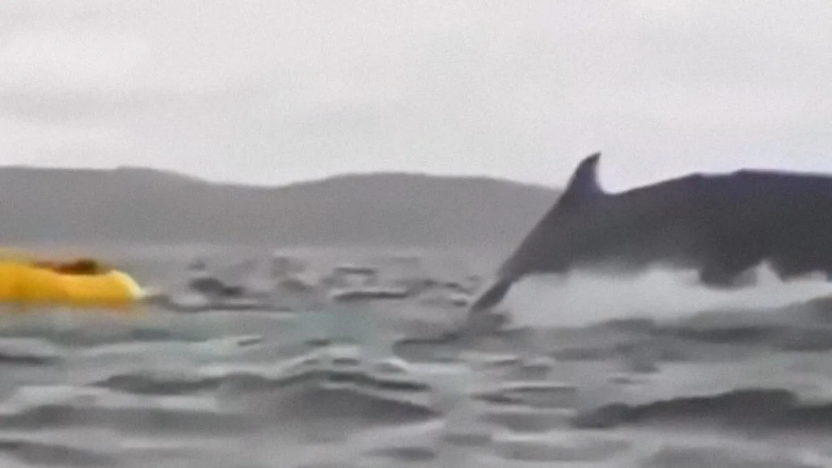 Dad Records His Son Getting Swallowed By A Whale, Now The Son Shares His Incredible Survival Story