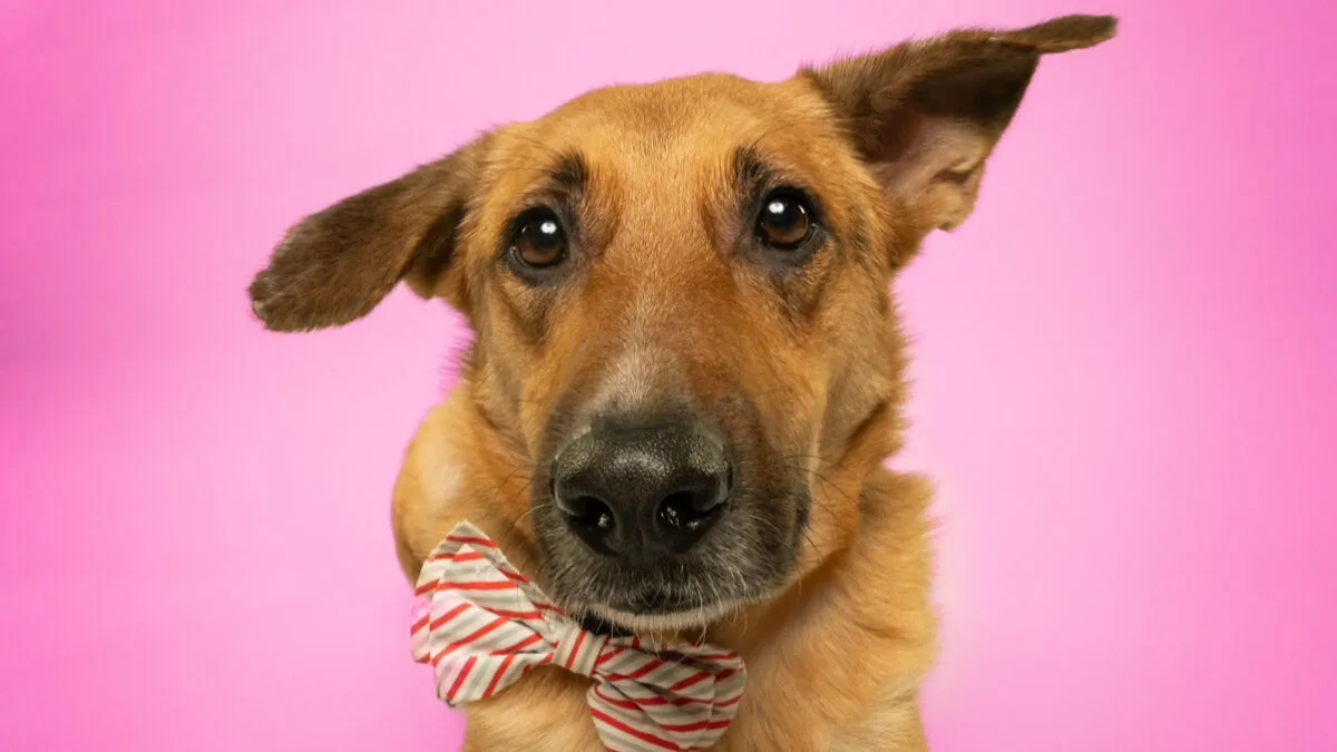We Made A Photoshoot With Adorable Dogs Ready To Be Your Valentine