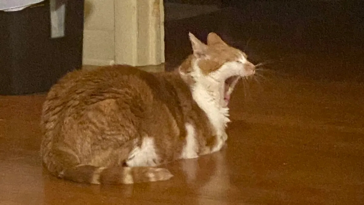 Hey Pandas, Please Post The Weirdest Pic Of Your Cat