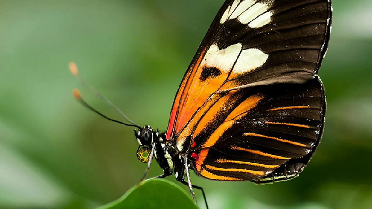 14YO Passes Away After Injecting "Butterfly Remains" As Police Investigates Online "Challenge"