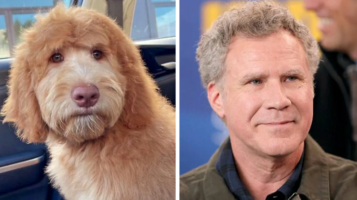 I Found Dogs That Look Incredibly Similar To Some Celebrities (9 Pics)