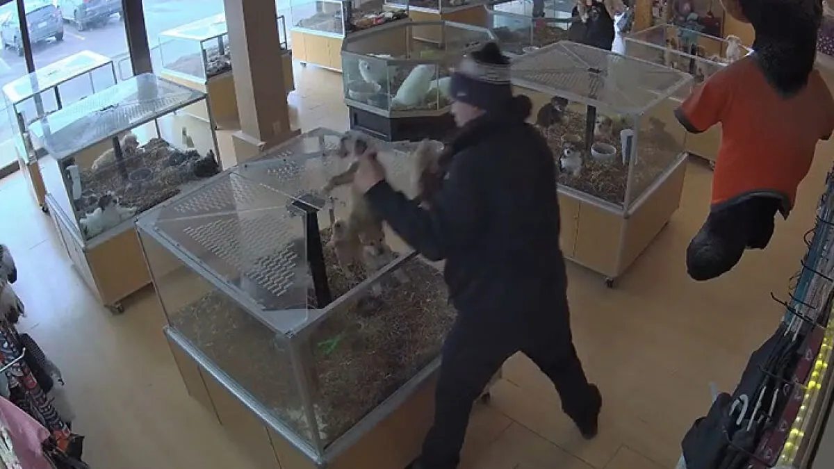 "This Makes Me Sick!": Thieves Fake Seizure To Steal Puppies In Disturbing Robbery