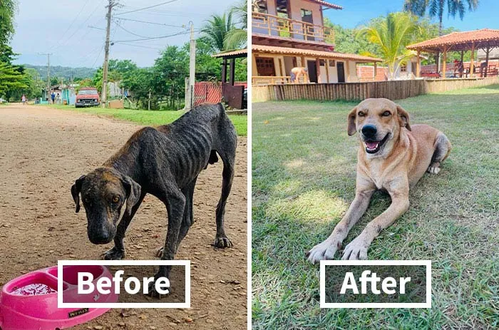 This Family's Adventure Took An Unexpected Turn When They Saved A Stray Dog In Need