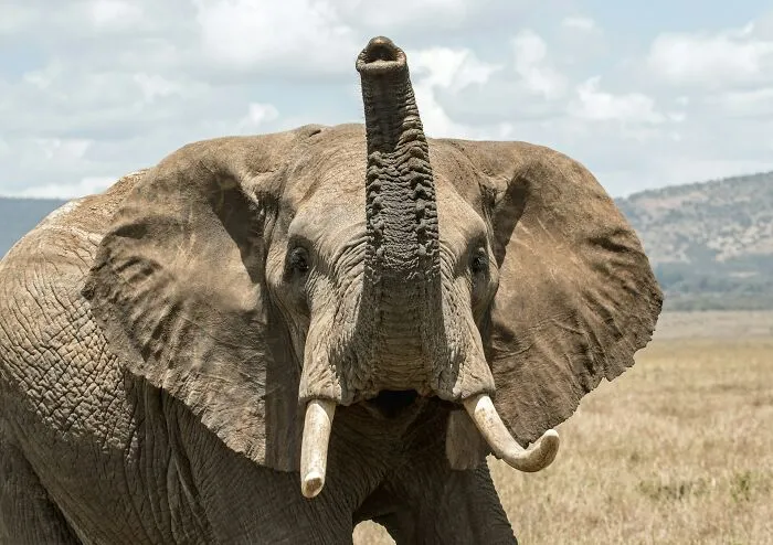 50 Weird Facts No One Really Asked For, But They’re Pretty Neat To Know (New Facts)
