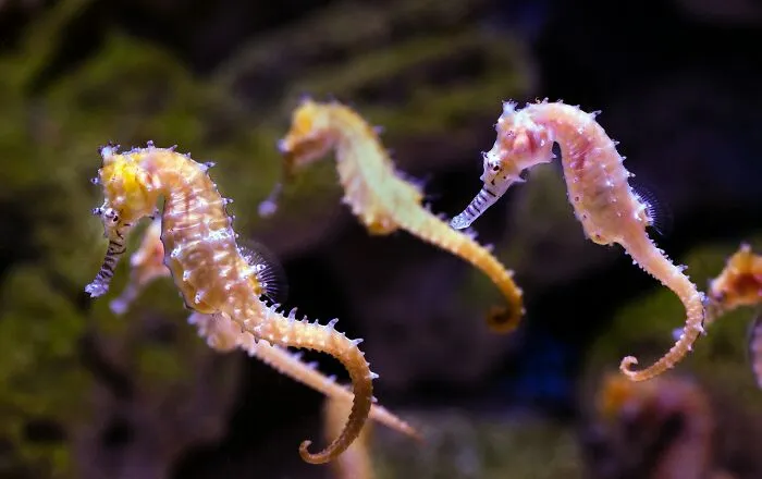 Colorful seahorses swimming in an aquarium exhibit, showcasing adorable animal behavior.