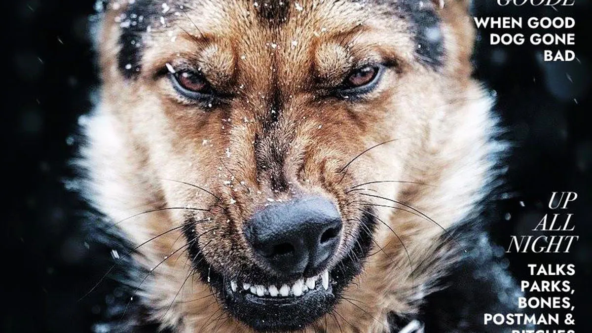 40 Hilarious And Heartwarming Pics Of Dogs Modeling Cutting-Edge Pet Styles 