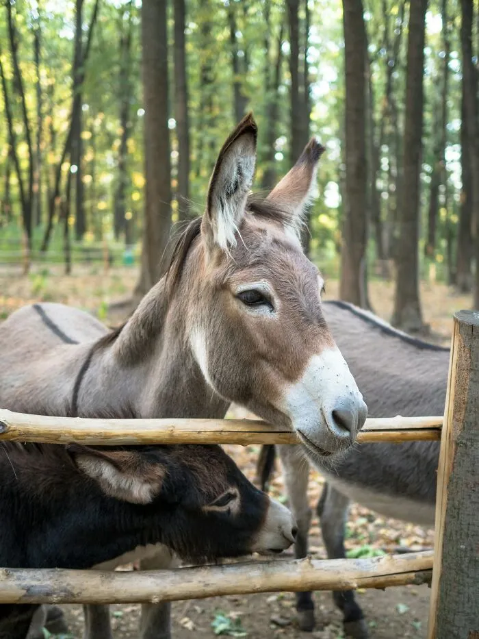 Two adorable donkeys peeking over a wooden fence in a lush forest setting, showcasing their curious nature.