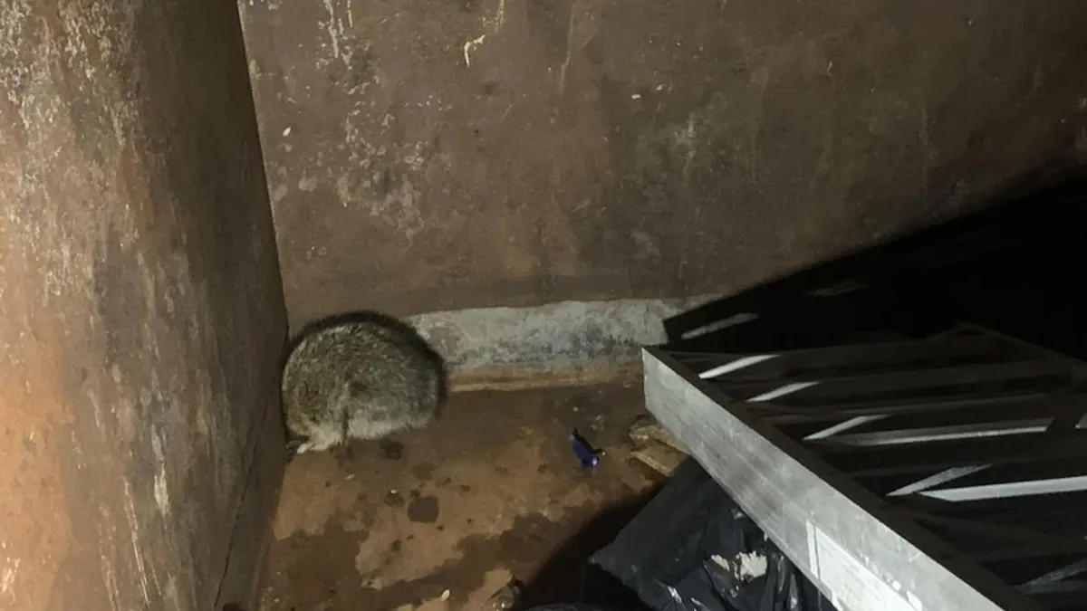 “Struck Gold”: 50 Times People Couldn’t Believe Their Luck While Dumpster Diving (New Pics)