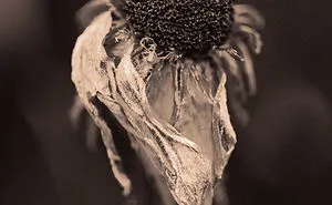I Make Powerful Black & White Photos Of Dying Flowers