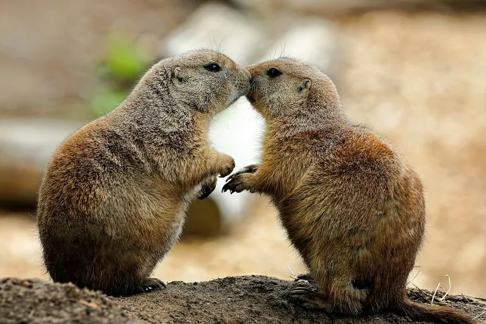 50 Cool And Interesting Facts People Learned About Animals
