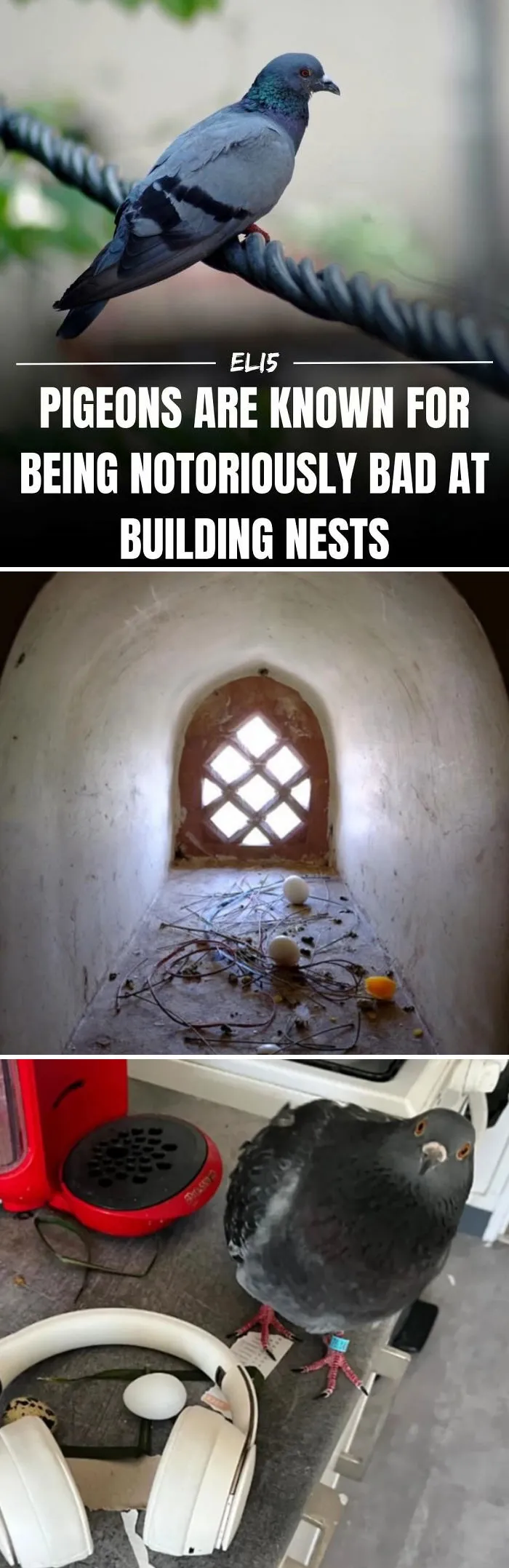 43 Weird Facts Explained In The Simplest Possible Way, Courtesy Of This IG Page 