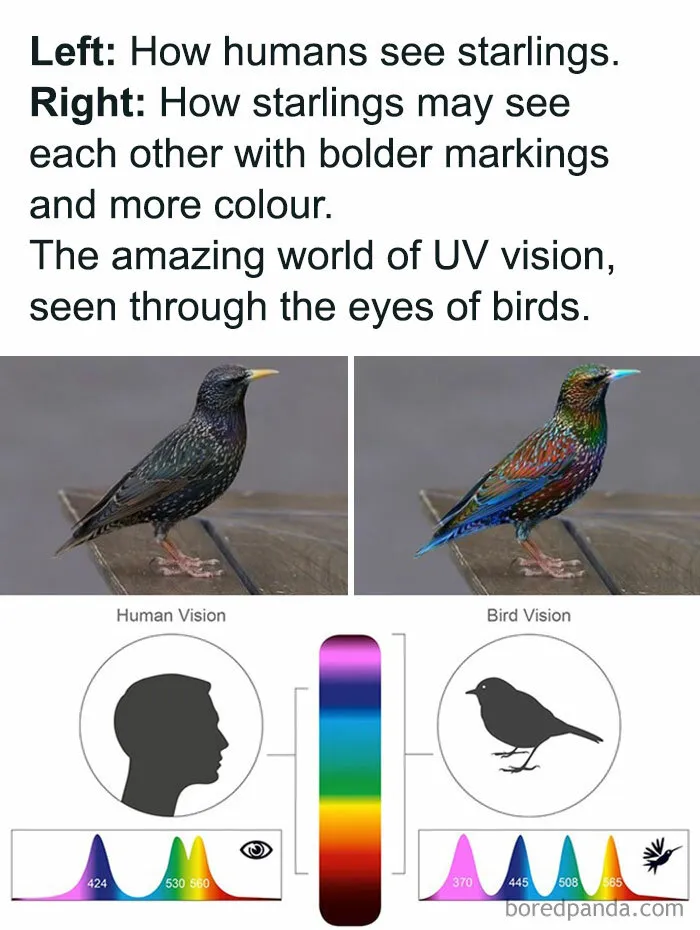 43 Weird Facts Explained In The Simplest Possible Way, Courtesy Of This IG Page 