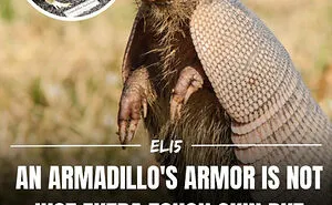 43 Weird Facts Explained In The Simplest Possible Way, Courtesy Of This IG Page 
