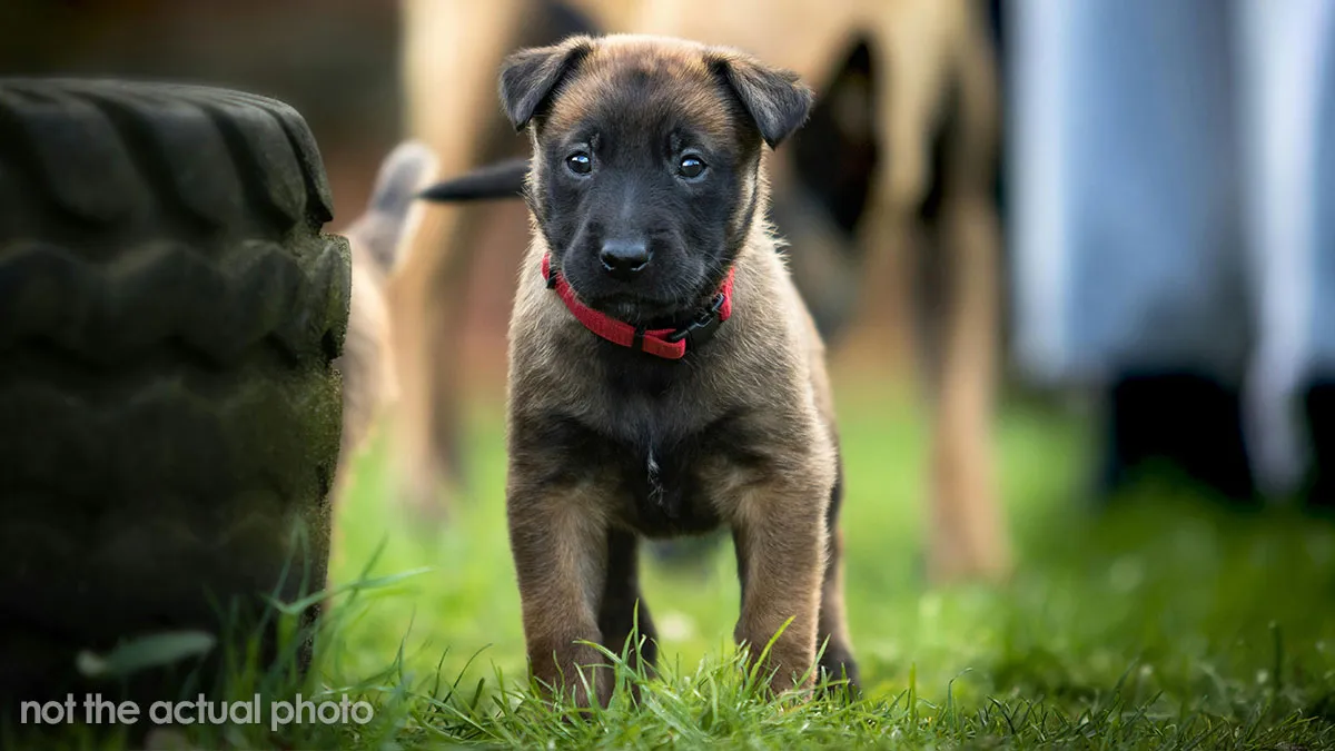 Guy Says He’ll Bail If Mom And GF Force Him To Give Up Energetic Pup, Netizens Take His Side