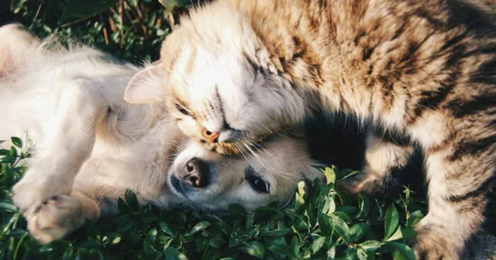 Hey Pandas, Post A Picture Of Unbelievable Animal Friendships That Melted Your Heart (Closed)