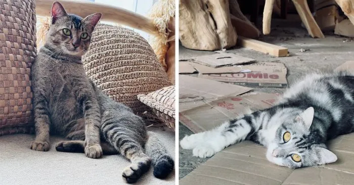 I Took 3 Cat Photos