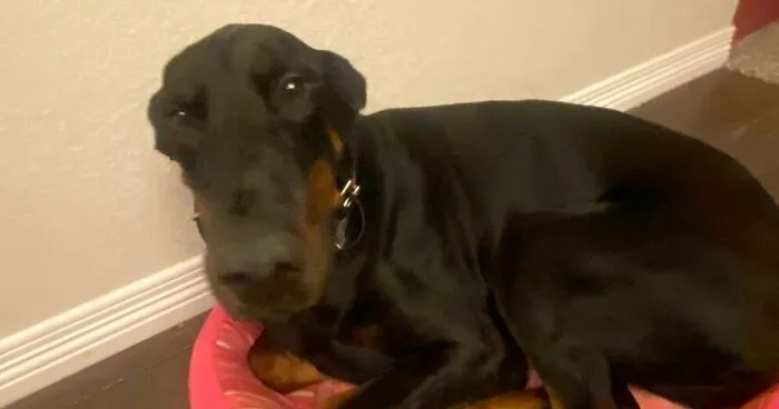 Hey Pandas, Post Your Favorite Picture Of Your Dog