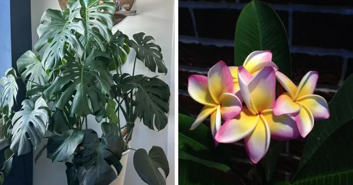 Hey Pandas, Share A Picture Of A Plant You’ve Grown (Closed)