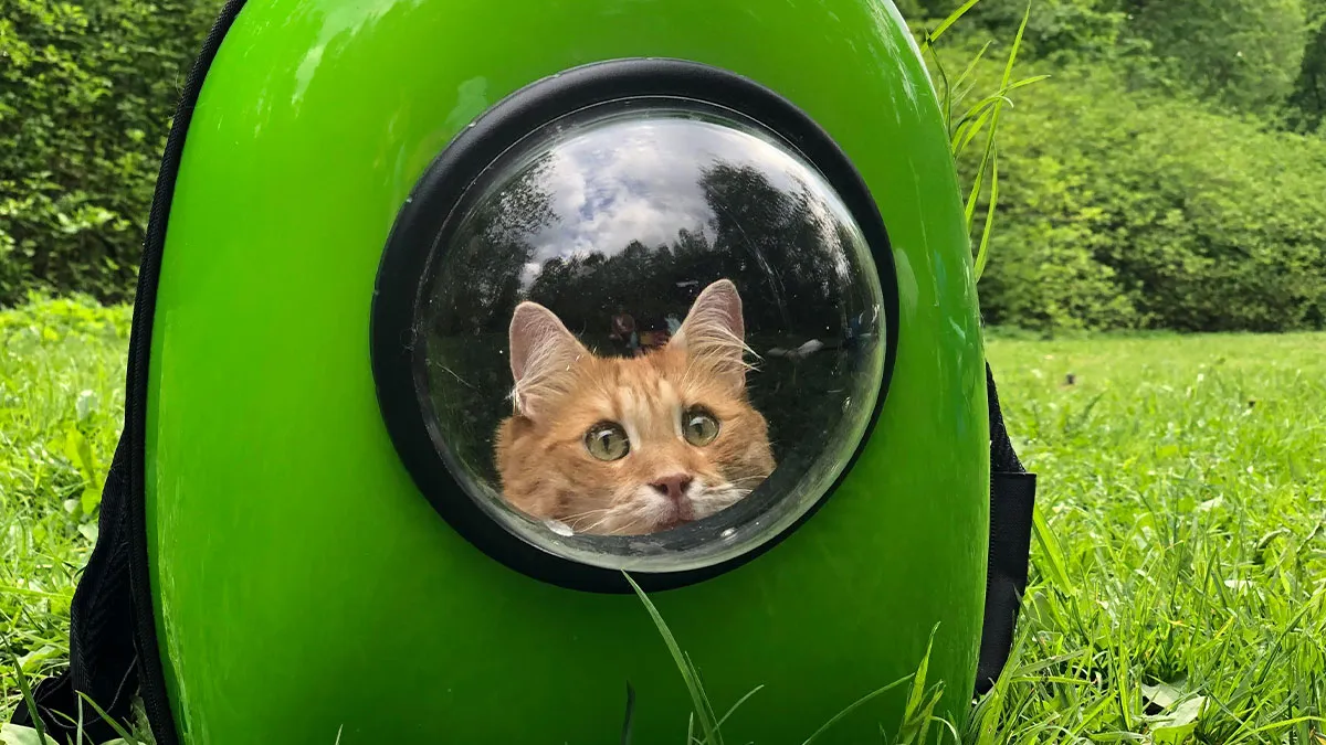 Person Wonders If They're Wrong For Telling Their Friend She Didn’t ‘Re-Home’ Her Cat But Dumped 