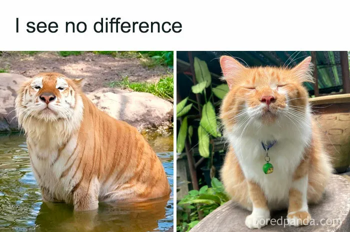 50 Random Funny Memes That You Might Want To Treat Yourself To (New Pics)