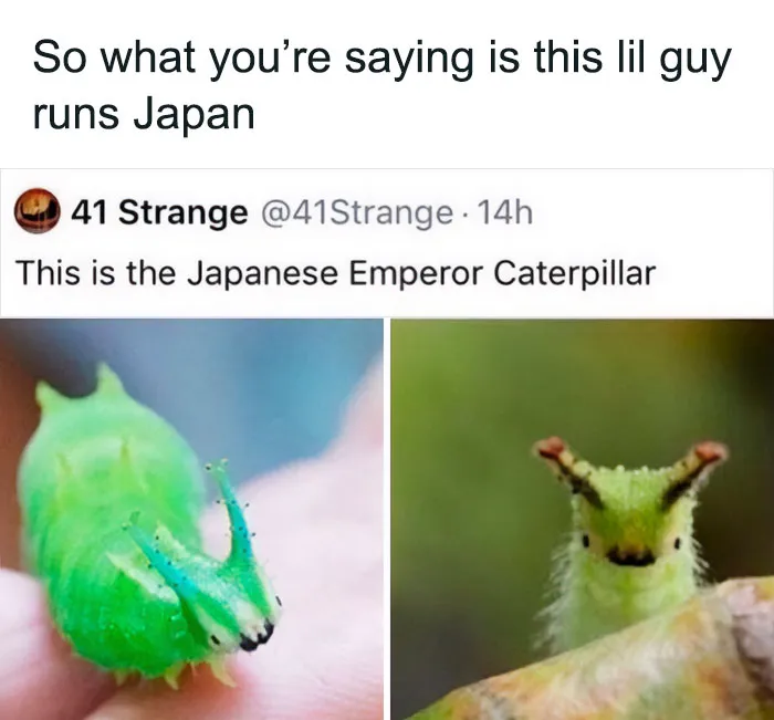Japanese Emperor Caterpillar, Ruler Of Japan