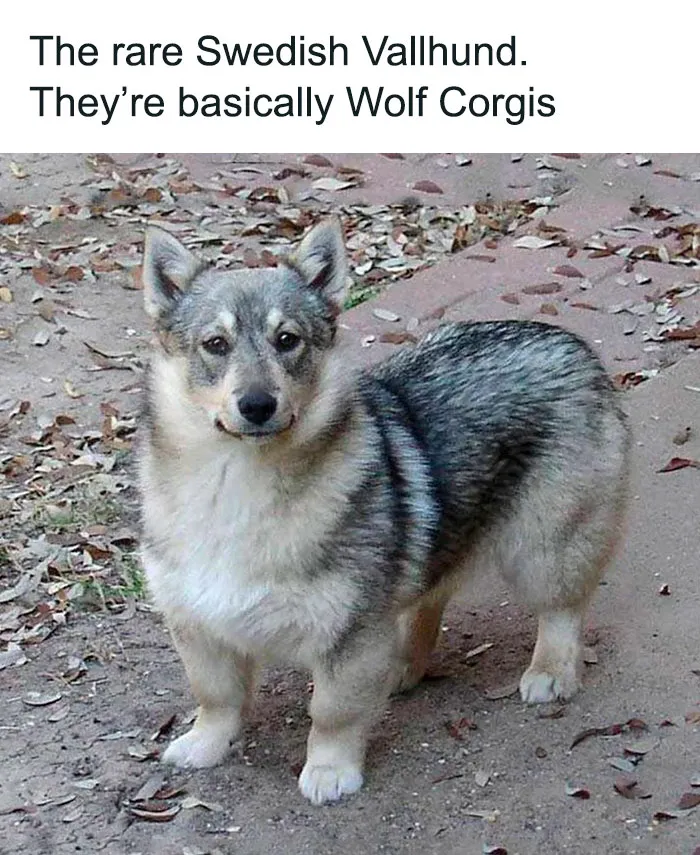 The Stubby Legged Wolf Of Terror And Dispair
