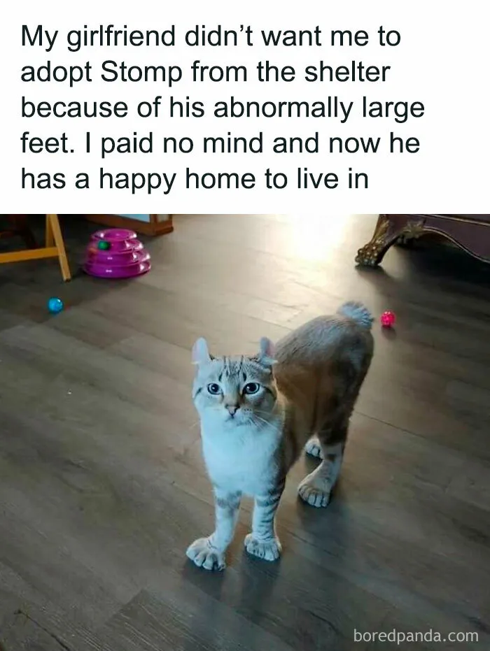 Stomp, The Stomper Of Girlfriends