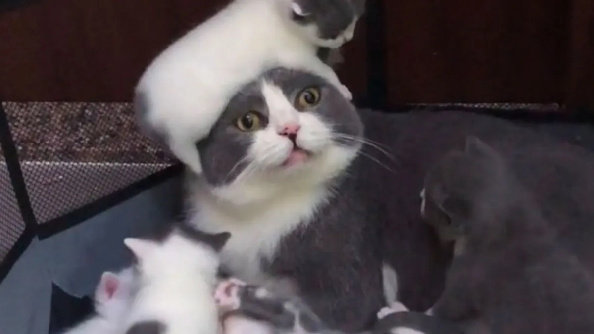 "Stuff With Cats": 50 Silly Cat Memes To Make You Smile
