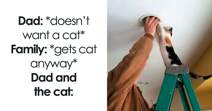 "Stuff With Cats": 50 Silly Cat Memes To Make You Smile