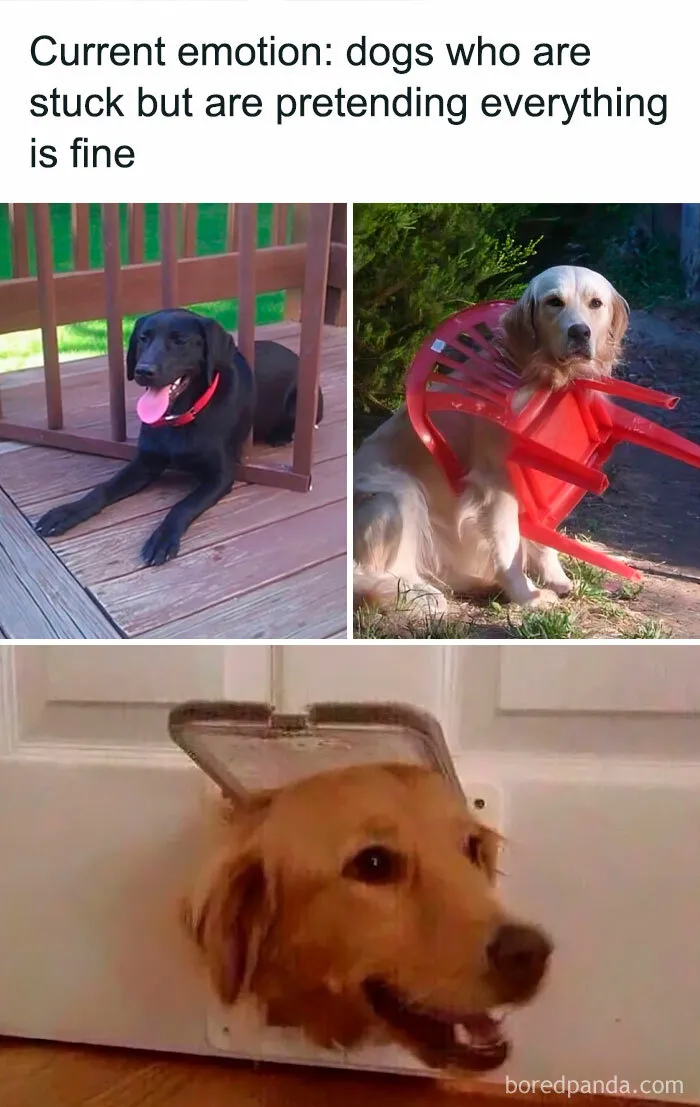 30 Random Memes That Might Help Your Brain Pump Out Some Dopamine