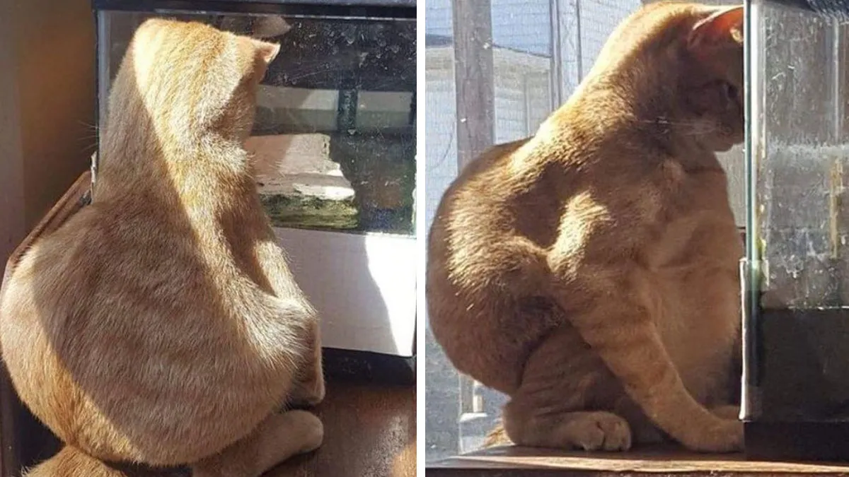 50 Posts That Have No Reason To Be This Funny (New Pics)