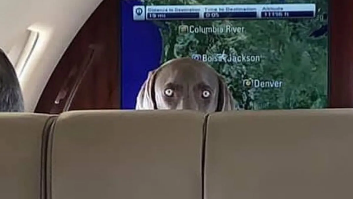 30 Absurd Images That Might Leave You Wondering What’s Going On (New Pics)