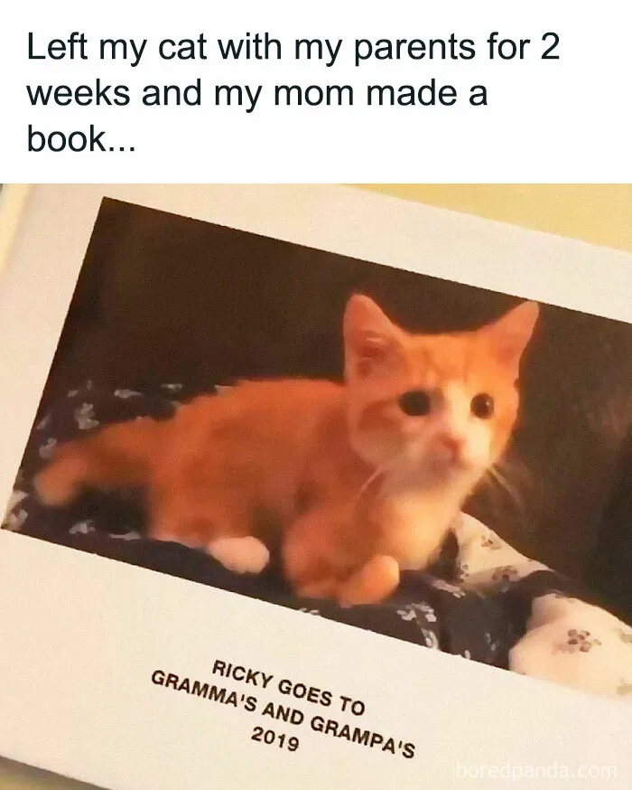 50 Times Animals Were So Unintentionally Hilarious, They Were Turned Into Memes (New Pics)