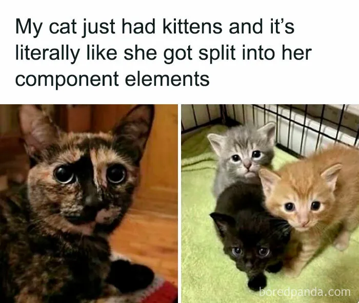 50 Times Animals Were So Unintentionally Hilarious, They Were Turned Into Memes (New Pics)