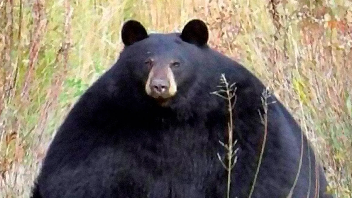 50 Times Animals Were So Unintentionally Hilarious, They Were Turned Into Memes (New Pics)