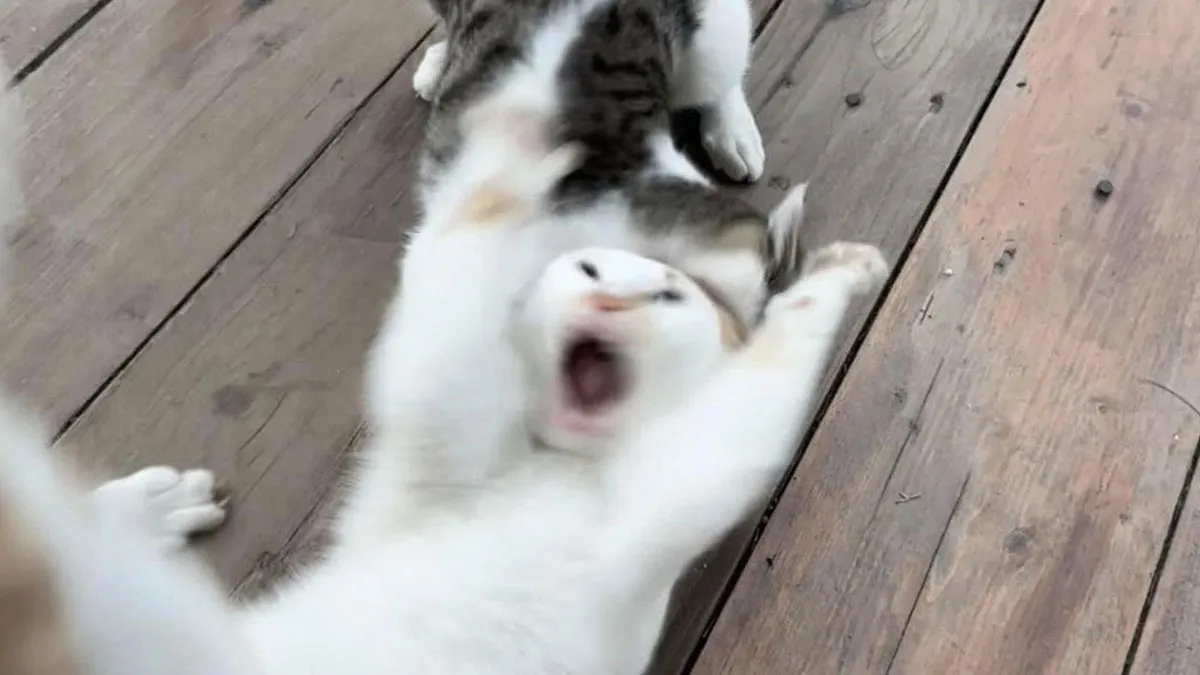 Here Are 35 Cats Being Cats In The Funniest Way Possible, As Seen Online