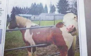 50 Wild Incidents That Would Be Hard To Believe If They Hadn’t Made The News
