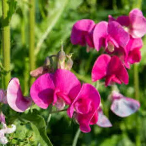 sweetpea